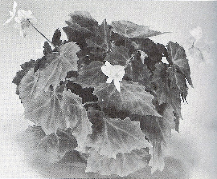 B. ‘Dresden Gold’